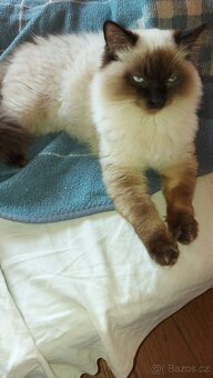 Ragdoll kocur na krytie - 5