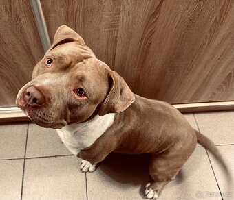 American Bully XL - 5