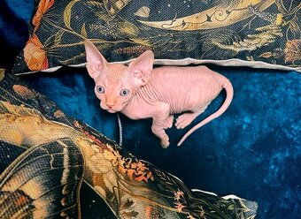 Kanadský sphynx bez PP - 5
