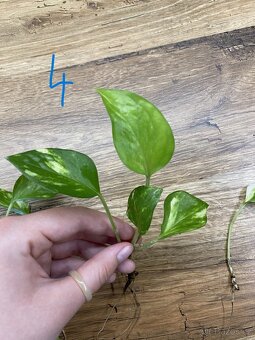 Epipremnum aureum - zakořeněné řízky - 5