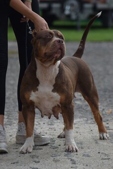 American Bully XL - 5