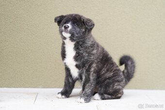 Japonská AKITA INU ŠTĚNĚ s průkazem původu - 5
