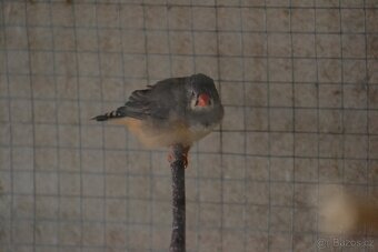 Zebřičky, holoubek diamantový - 5