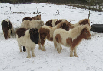 Shetland pony mini - 5