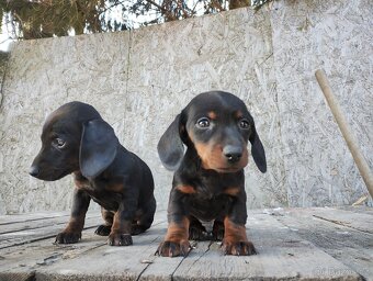 Jezevčík trpasličí - 5