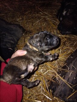 Kavkazský pastevecký pes - 5