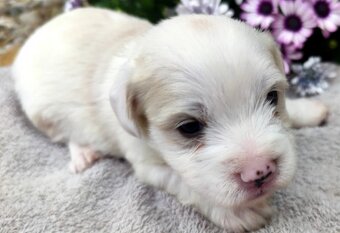 Nabízím štěňátka křížence jack russel - 5