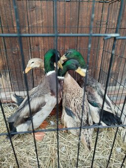 Kachny a kačery - 5