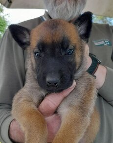 Belgický ovčák malinois - 5