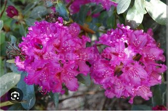 Rododendron fialový velkokvětý - 5
