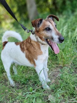 FOX K ADOPCI - přátelský pejsek - 5