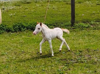 Letošní hřebeček minihorse - PAYASO BLANCO - 5