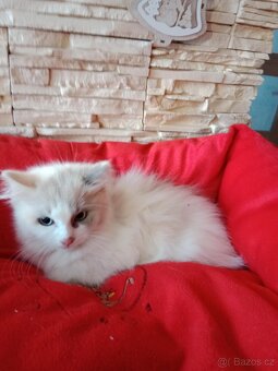 Ragdoll koťátka ihned k odběru - 5