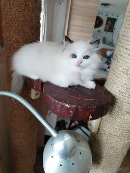 Koťátka s PP Ragdoll - 5