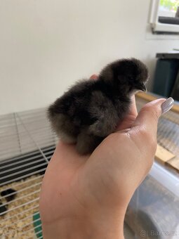 Kuřátka Hedvábnička USA - 5