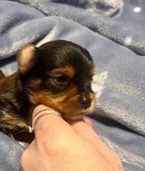 Jorkšírský teriér - 5