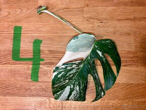 VYPRODÁNO Monstera albo variegata panašovaná bílá deliciosa - 5