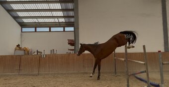 5ti letý valach s olympijským původem - 5