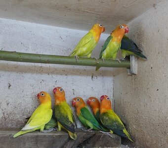 Agapornisové fischeri - 5