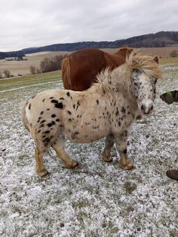 Shetland pony - 5