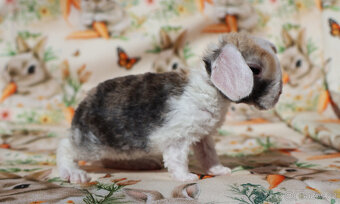 Zakrslí beránci rex . - 5