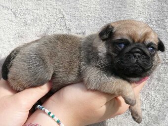 Mops - Štěňátka - 5
