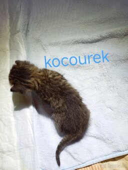 Mourovatá koťátka - 5