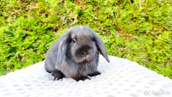 Zakrslý beránek, králíček, králík - PIPER - 5