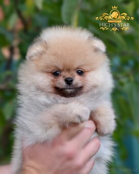 Pomeranian s PP FCI - štěňátka k rezervaci - 5
