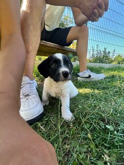 Kříženec border collie štěně - 5