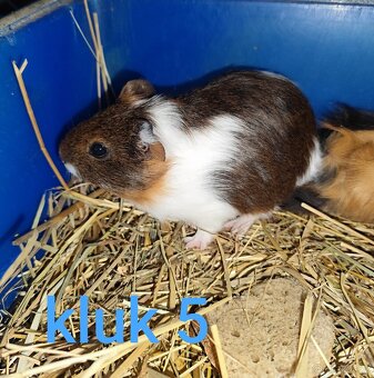 morče, morčátko - 5