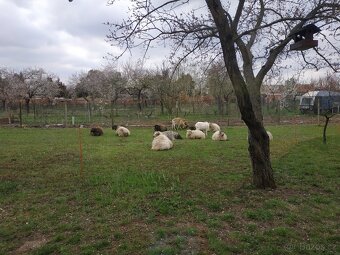 Prodej RD Strachotín - pozemky 3048 m2 - 5