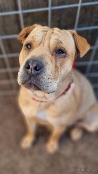 VANILKA K ADOPCI - 12m., vděčná, umazlená - 5