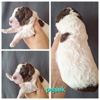 Lagotto romagnolo s PP ( italský vodní pes ) - 5