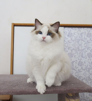 Ragdoll kocourci s průkazem původu k odběru - 5