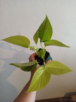 Epipremnum neon a marble queen - 5