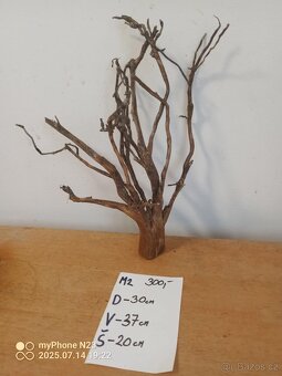 Bonsai kořeny - 5