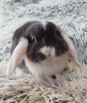 Minilop - anglický zakrslý beránek s VP - 5