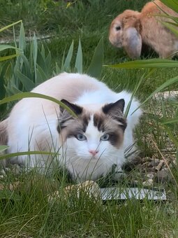 Ragdoll kocourek ke krytí - 5