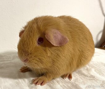 Samečci hladkých morčat s PP - 5