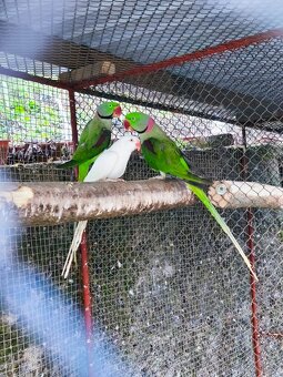 Alexander čínský - 5