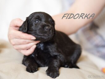 Štěňátka hovawarta s PP- vrh F - 5