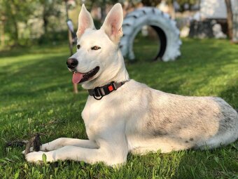 Štěňátka Husky/ Border kolie x zlatý labrador - 5