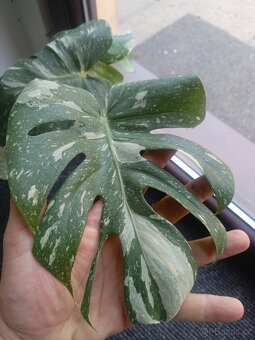 Monstera thai - 5