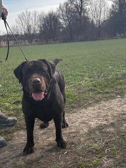 ICE K ADOPCI - hnědý x-labrador, akční parťák - 5