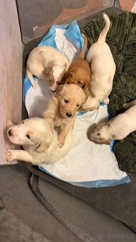Goldendoodle - 5