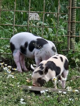 Prase kune kune - 5