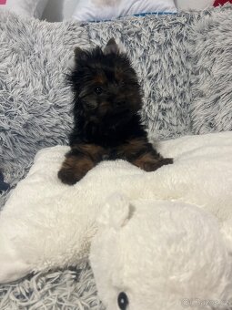 Jorkširský teriér s PP - 5