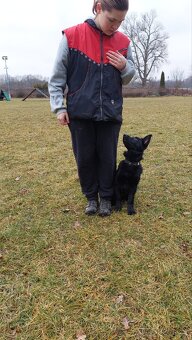 Německý ovćák s PP, fena - 5