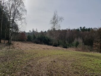 Les Losiná, okres Plzeň-jih - 5